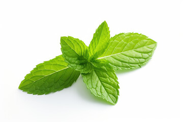 green mint plant, isolated white background