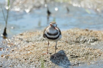 Three banded plover