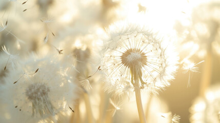 Dandelion seed head dispersing seeds into the wind natural background
