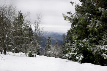 snow covered trees in the mountains, winter in the Carpathians