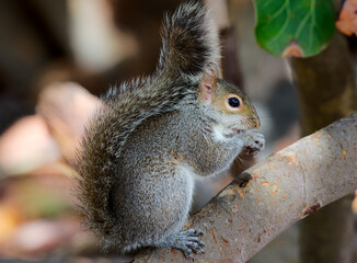 Eichhörnchen in Florida