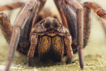 Facial closeup on the biggest European wolf spider , Hogna radiata in Southern France