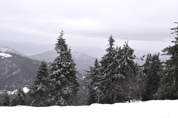 snow covered trees in mountains in Ukraine