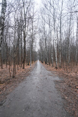 road going into the distance in an autumn park in rainy weather with a lot of fallen leaves