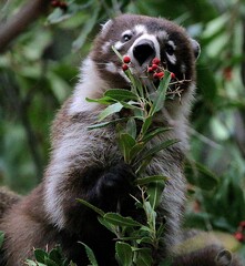 Coati Munching on Red Berries 