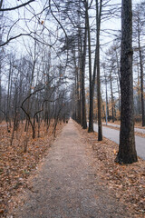 road going into the distance in a city autumn park with coniferous trees with yellow needles and beautiful benches with a roof during the rain