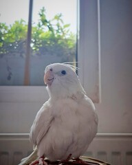 A beautiful photo of a domestic bird💙