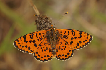 Closeup on a colorful orange spotted or red-band fritillary butterfly, Melitaea didyma with spread wings , Gard, France