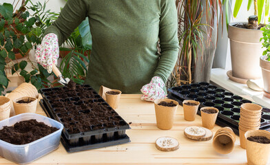 Preparing for spring work in the garden, woman planting tomato seeds on seedlings at home, wooden...