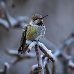Anna's Hummingbird (Calypte anna) during a winter storm in Western Oregon.