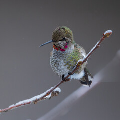 Anna's Hummingbird (Calypte anna) during a winter storm in Western Oregon.