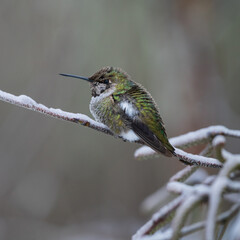 Anna's Hummingbird (Calypte anna) during a winter storm in Western Oregon.