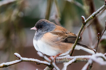 Dark-eyed Junco (Junco hyemalis) a during winter ice storm.