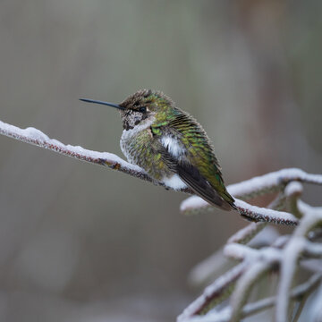 Anna's Hummingbird (Calypte anna) during a winter storm in Western Oregon.