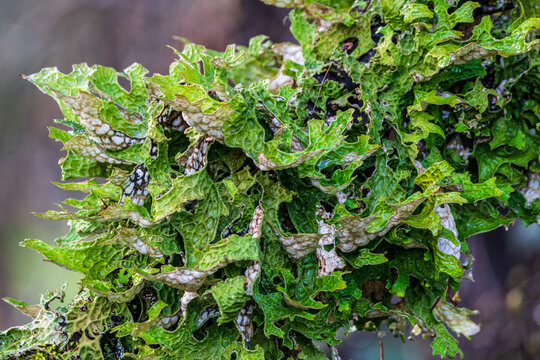Tree Lungwort (Lobaria pulmonaria). Western Oregon