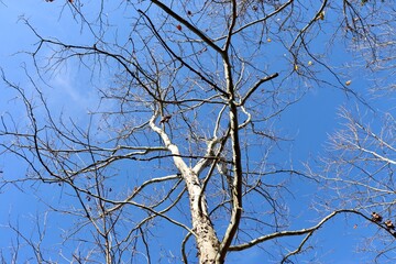The bare tree in the woods with the bright blue sky.