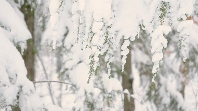 A close up view of a Hemlock Branch. The tree branch and needles are covered in snow. The background is an out of focus snow covered forest. The hemlock leaves are green and the bark is orange brown.