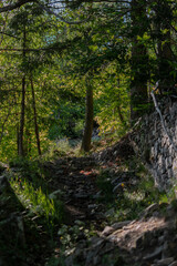 Fototapeta na wymiar Chemin au cœur de la forêt