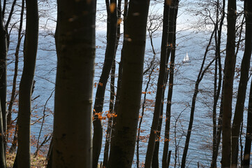 Jasmund National Park primeval forest