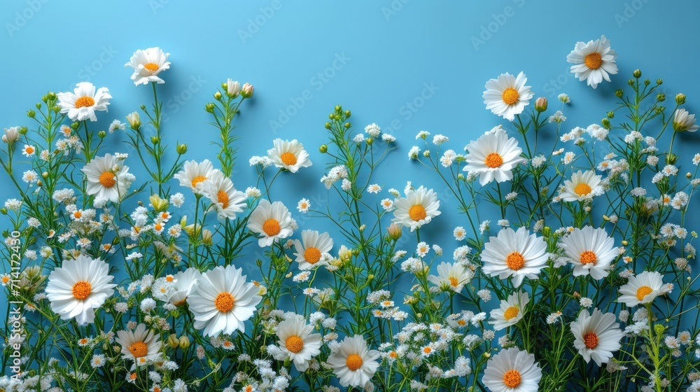 Poster  a bunch of white and orange daisies on a blue background with a border of smaller daisies on the right side of the frame and a smaller daisies on the left side of the right side of the image.