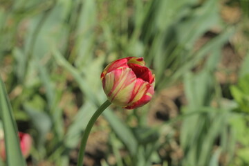 red poppy flower