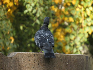 pigeon in fountain