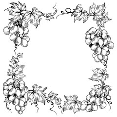 Black and white grape branches and leaves. Hand drawn vector illustration.