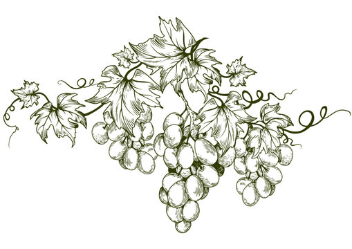 recommend clip art: Grape vine design element. Hand drawn vector illustration.