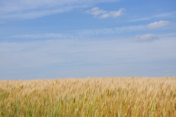 Obraz premium Wheat field. Agriculture. Blue sky and wheat field.