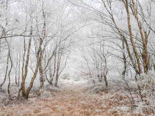 Le bois givré, hiver normand.
