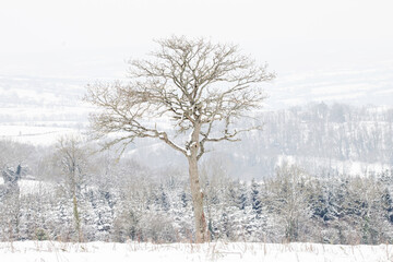 Fototapeta na wymiar Un arbre en hiver