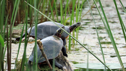 Close-up of two painted turtles resting on an old tree stump that is surrounded by water plants in a marsh on a warm summer day in august with a blurred background.