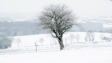 Obraz premium Paysage d'hiver, en suisse normande (Calvados, Normandie)