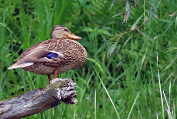 Close-up of a mallard duck that is resting on an old fallen tree by the riverbank on a warm summer day in august with a blurred background.