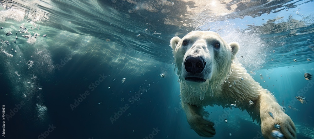 Poster a polar bear swims underwater and looks at the camera. wild life in the north. - Posters