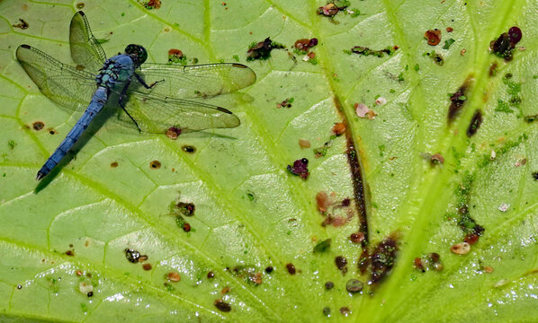 Close-up of an eastern pondhawk dragonfly resting on a lily pad that is growing in a marsh on a warm summer day in august.