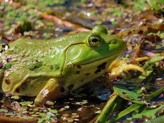 Close-up of a frog resting on water plants that are growing in a marsh on a warm summer day in August.