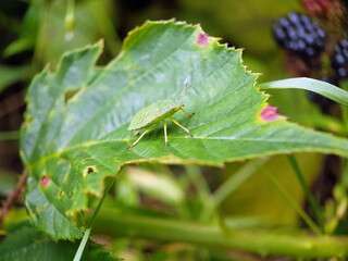 Shield bug on leaf