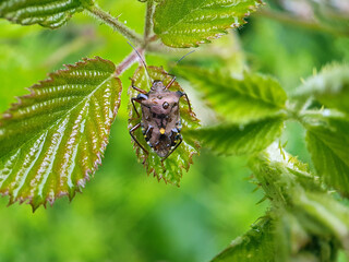 Shield bug on leaf