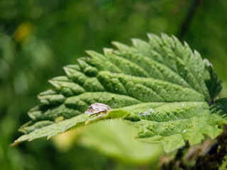 Shield bug on leaf