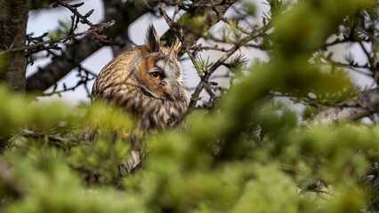 Long-eared Owl on the tree