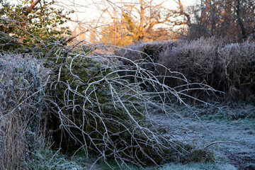 frosty branches in country rural setting with golden light from sunrise in the background 