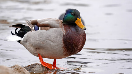 mallard duck in the water