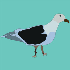 The seagull is drawn as a side view. A bird has wings, legs, a head, a beak, eyes and a body. The mammal lives at sea.