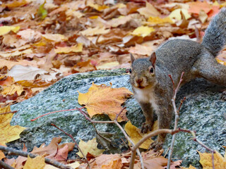 Close-up of an eastern gray squirrel that is foraging for food in the forest on a cold autumn day in october.