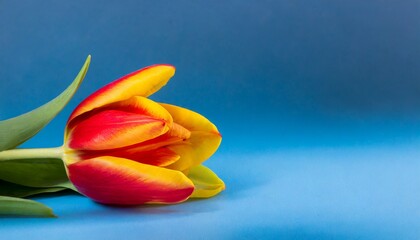 Red and yellow tulip laying in light blue studio