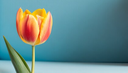 Red and yellow tulip in light blue studio