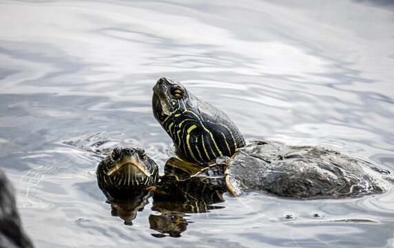 Close-up of two northern map turtles that is resting in the water by the edge of a river on a warm sunny day in august.