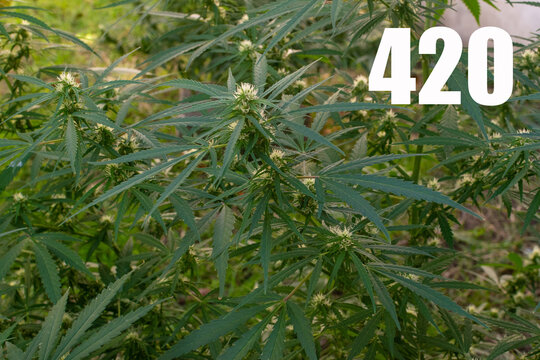 concept 420, world cannabis day.