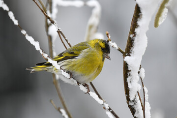 Erlenzeisig Männlich